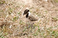 Kievitkuiken in het gras