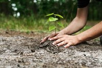 Bomen planten