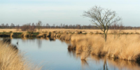 Afbeelding herstel Engbertsdijkvenen