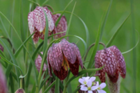 afbeelding van een wilde kieivitsbloem