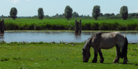 grazend paard in weiland bij het water