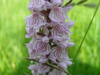 gevlekte_orchis_brongebiedmosbeek